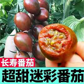超甜迷彩小樱桃番茄苗秧种子籽紫玉圣女果西红柿春秋四季阳台盆栽
