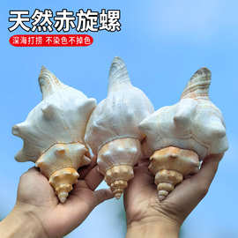 赤旋螺天然超大海螺摆件多肉花盆鱼缸水族箱造景羊角螺工艺品居家