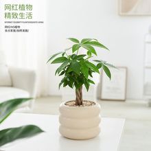 种植小盆栽解忧万花筒|室内绿植风桌面好养四季长青懒人一件批发