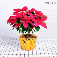 �����껨���״���ی��ý��껨�}�Q�����׾Gֲ�����_�I���ղ���