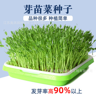 ѿ��˷N�� ���㶹�N�� ����㶹��ѿ���ļ��̨ˮ���㶹��N��