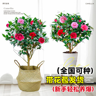 Camellia Saplings Potted Plants Bloom in All Seasons and Are Easy to Live. Xiangfei Camellia with Buds Can Be Planted in Winter