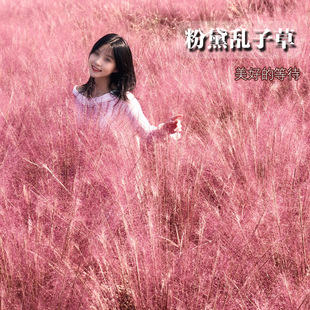 ����y�ӲݷN�ӾW�t�ݻ��N����ëâ�y�Ӳݶ��������N���õĵȴ�