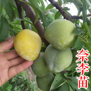 �S����������������ľ�ֽ���������������͘�����������ŷ�ɽ