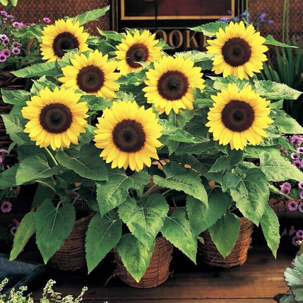 Sunflower Seeds to see edible flowers and flowers