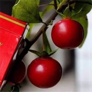 ��؛�����Ә�N�ӷN�����f�����N�ӻ�����Ѫ�t���ͽ����ӷN��Ʒ�N