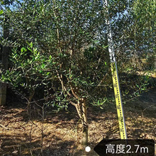 基地直发进口银绿叶油橄榄树别墅庭院景观现挖现发一树一拍可开票