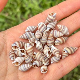 Natural Pattern Snail Xiaomi Natural Small Conch Shell Kindergarten Handmade DIY Sticker Decorative Landscape Drifting Bottle