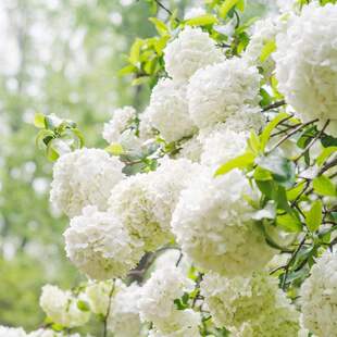 ͥԺ����ľ�������ɫ�e���󻨶����R�򭂻������ͺ�