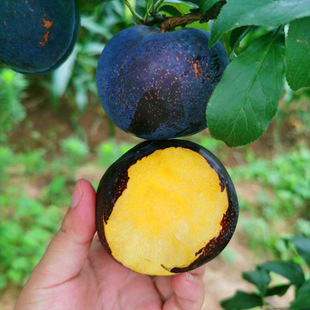 ������ڌ�ʯ���Ә��� ��õ��ڲ��������� �������l�ڲ���������