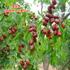 Jujube live seedlings grafted jujube fruit tree seedlings Potted in the south of the south and south of the north.