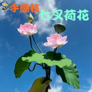 �ָ�֦7������ɻ����~ ����b����滨�ݳ����߲����^�쾰�Ĕz