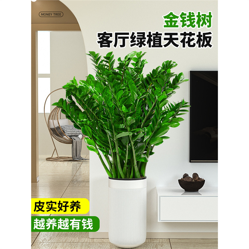 Money Tree Potted Plant, Large Pot, Easy-To-Care-For Green Plant for Living Room, Suitable for All Seasons, New Home, Formaldehyde Removal, Large Indoor Plant Money Tree Potted Plant, Large Pot, Easy-To-Care-For Green Plant for Living Room, Suitable for All Seasons, New Home, Formaldehyde Removal, Large Indoor Plant