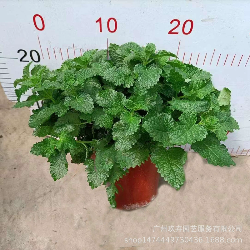 Лимонная мята в горшке съедобная гостиная балкон декоративная зеленая посадка сад лекарственный