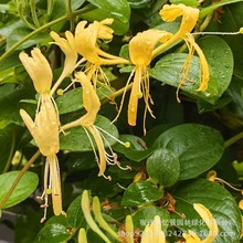 �ͺ����y�����������҃ȝ��㻨���̨ͥԺ�Ϙ��ļ��_�����پGֲ��