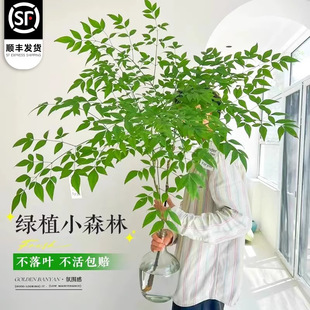 Nantian Bamboo Hydroponic Plant Flame Nantian Bamboo Indoor Potted Plant Living Room Easy to Grow Green Plants with Roots Fresh Cut Plants and Florals