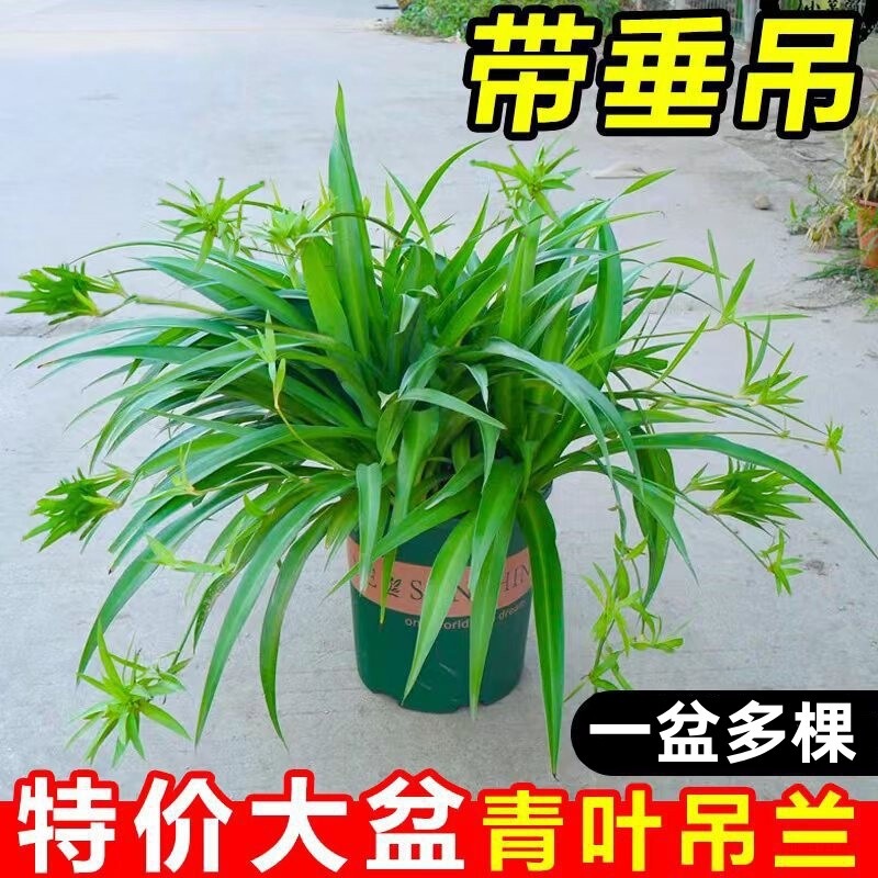 Green Leaf Phnom Penh Diaolum with Vine Large Seedling Indoor Hanging Flowers Potted Plants Living Room Four Seasons Evergreen Orchid Fragrant Plants Green Leaf Phnom Penh Diaolum with Vine Large Seedling Indoor Hanging Flowers Potted Plants Living Room Four Seasons Evergreen Orchid Fragrant Plants