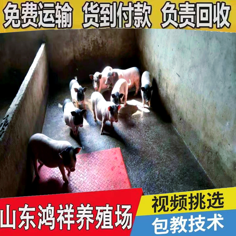 2c4a82adb026bdc3332461f327b184