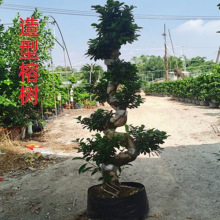大型榕树盆景盆栽S弯型室内净化空气观茎树桩造型独特绿植花卉