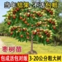 北方南方种植庭院枣树苗