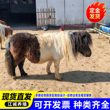 景区儿童骑乘矮马活体 养殖场出售租赁矮脚马 家庭养殖宠物小矮马
