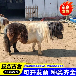 景区儿童骑乘矮马活体 养殖场出售租赁矮脚马 家庭养殖宠物小矮马