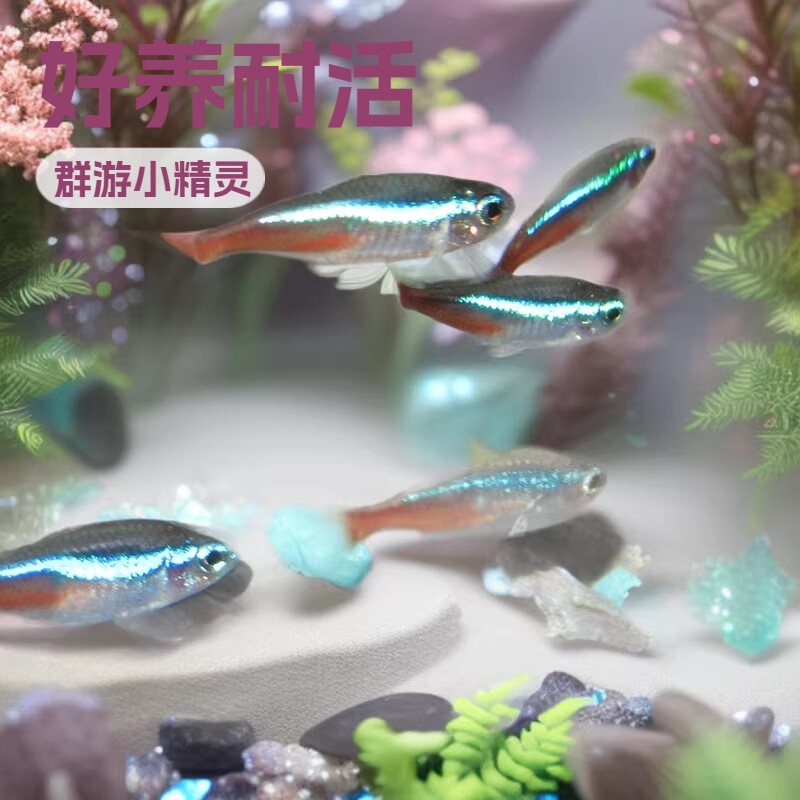 Traffic Light Fish Tropical Ornamental Fish Good for Raising Live-resistant Fish Baolian Lantern Fish Grass Tank Lamp Fish Freshwater Small Group Fish