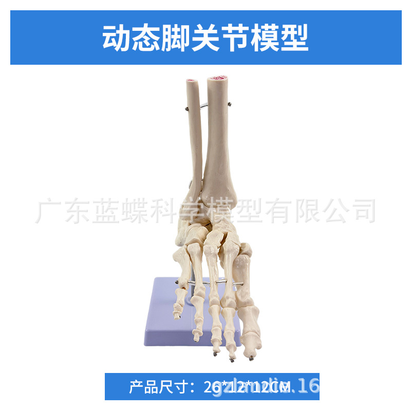 1:1�Źؽ�ģ�� ��������ؽ� �����㲿ģ�� ��ѧ��ѵר�ù���ģ��