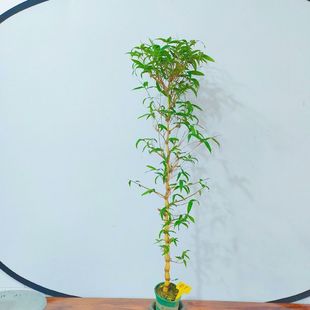 ��������Է����_�h�񰫻������辰���J�̨�҃��^�p�Gֲ������