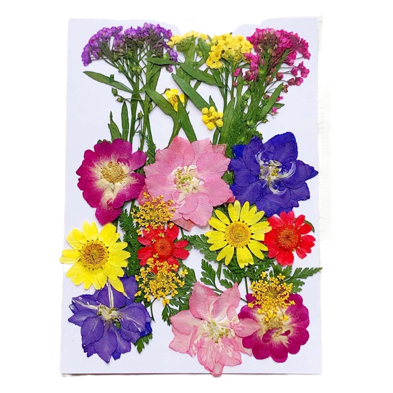 En relieve DIY flor seca paquete de material en relieve epoxi cáscara del teléfono móvil planta espécimen foto pegatina cara planta de maquillaje espécimen