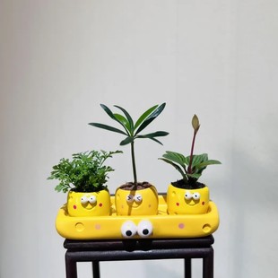 Pilea Green Ginkgo Fossil Fern Indoor Easy-To-Care Creative Potted Desktop Mini Green Plant