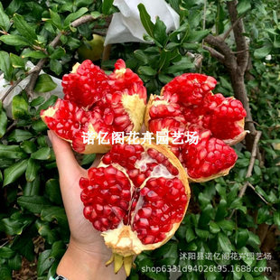 ȫ�tƤ�t���ⳬܛ����ʯ�����Y������Ƥ�t�ϱ������Ե���ͥԺ�N