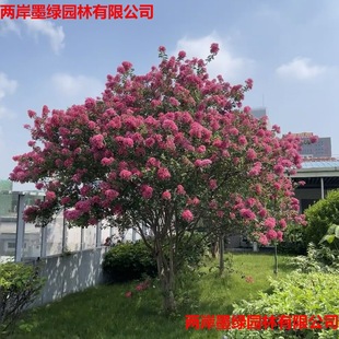 ������ޱ����ع���������t��ޱ�t�����ޱͥԺ�e�����^�G����