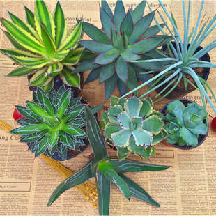 �����m�ƽM������ ��߅�����m ����ɳ��ֲ�� ��֮ѩ�{����ɫ�f��