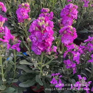 ���_�m �^��ֲ�� �k���Ҿ���ͥԺ�^������