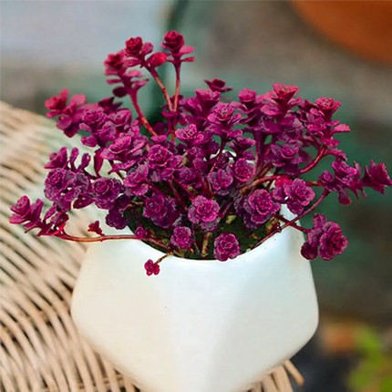 [핫세일] 작은 공 장미 중형 그룹 [약 30개]