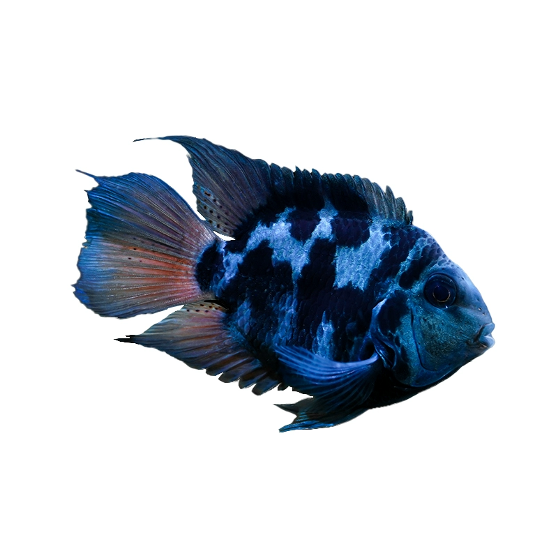 [Миниатюрные мальки попугаеобразной рыбы — декоративные живые мальки, небольшая тропическая пресноводная попугайная рыба, ярко-синяя/золотистая, размножаемый питомник]