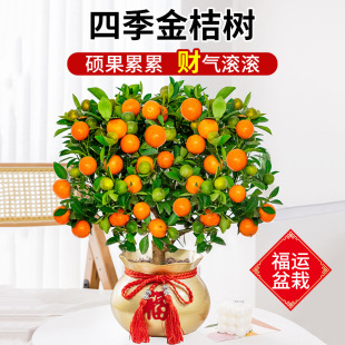 Four Seasons Kumquat Sapling Potted Edible Small Orange Tree with Fruit New Year's Eve Florals Spring Festival Fortune Bonsai Easy to Feed