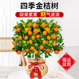 四季金桔树苗盆栽可食用带果小橘子树年宵花卉春节招财盆景好养活