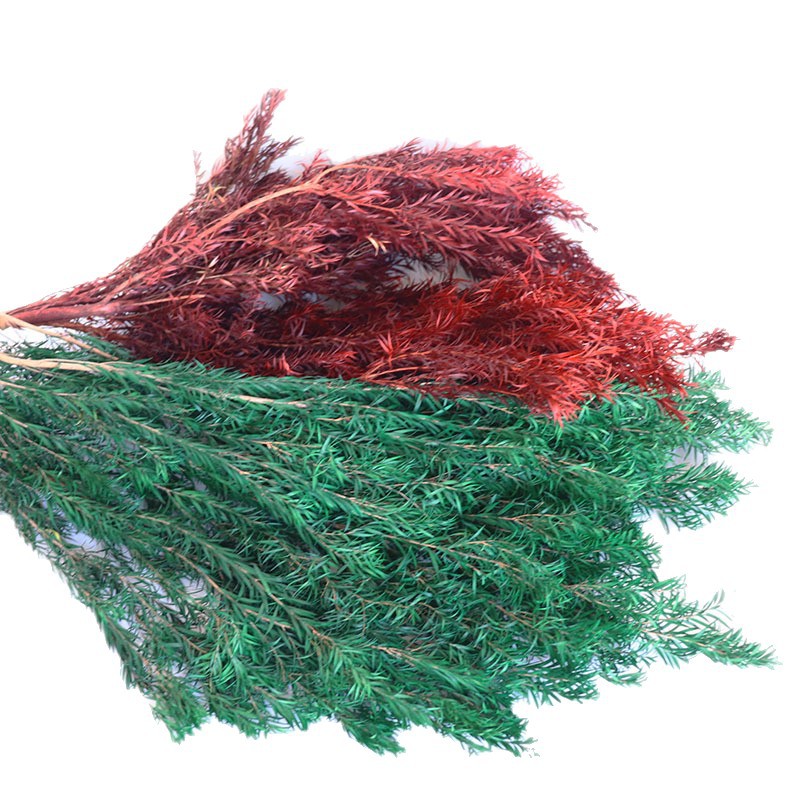 Absorción de color oro laceana imortales flores secas ramo de flores laceana imortales oro laceana imortales material floral paquete de oro laceana al por mayor