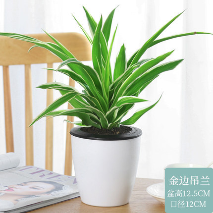 프놈펜 치아 (게으른 분지) + 영양 용액