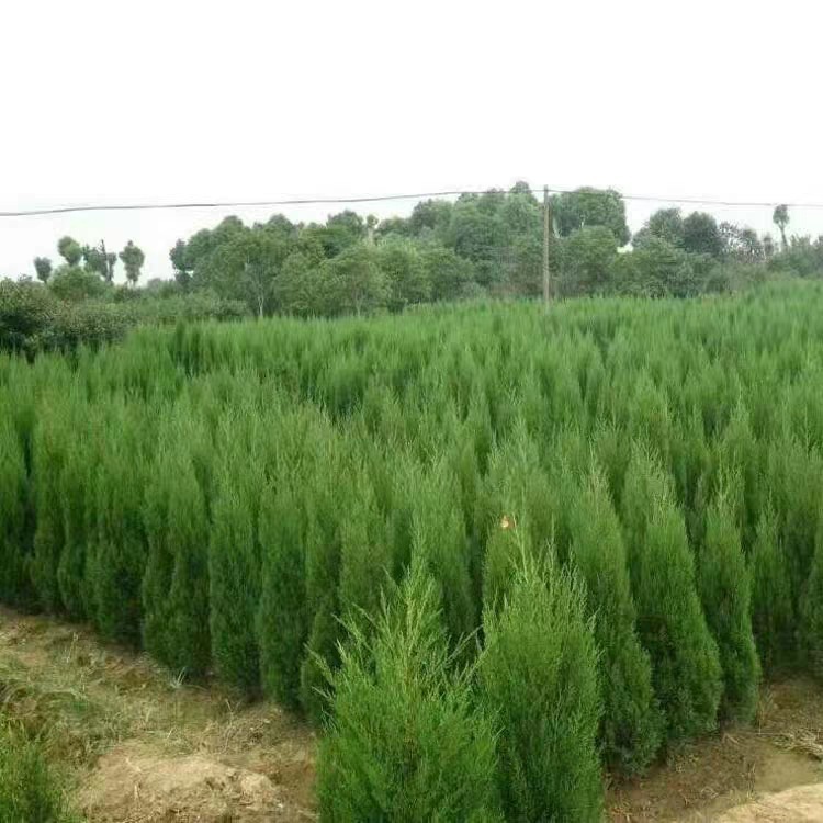 松树苗侧柏 蜀桧宝塔松 桧柏 圣诞树 塔柏树苗 龙柏苗刺柏占地用