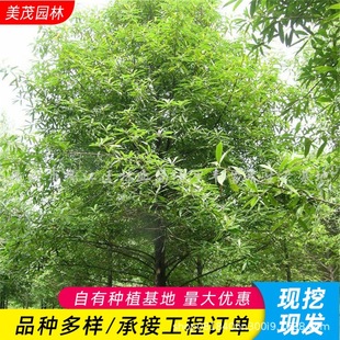 ��������ع����G����ľɫ�K�G�h�е��c�Y�ļ�������~������