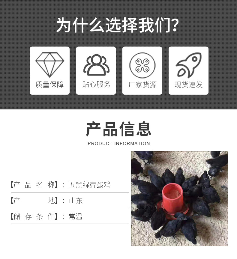 五黑绿壳蛋鸡-1_02.jpg
