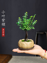 С�~��̴�辰�ڹŲ������҃��ļ����B�Gֲ���泣�����ԶU��΢�辰