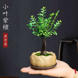 小叶紫檀盆景黑古茶盆栽室内四季好养绿植桌面常青盆栽禅意微盆景