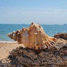 批发天然大海螺贝壳金口大蛙螺石号螺白珊瑚海星摆件可以吹响鱼缸