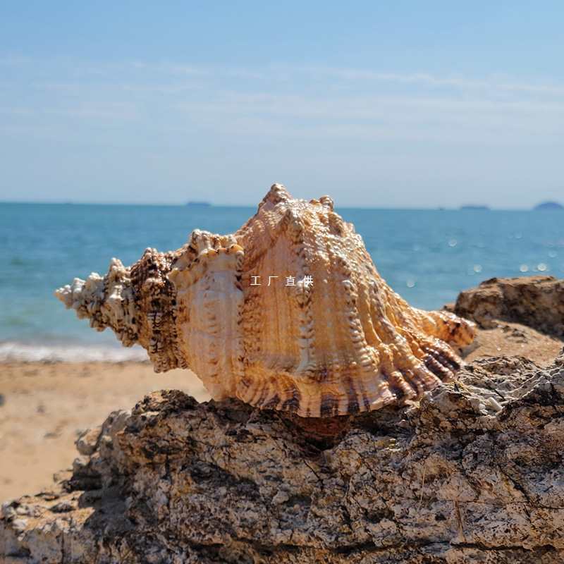 批发天然大海螺贝壳金口大蛙螺石号螺白珊瑚海星摆件可以吹响鱼缸