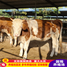 ���T����ţ��ţţ�ٴ������ڸ��������Sţ���Bֳ��������ţ��