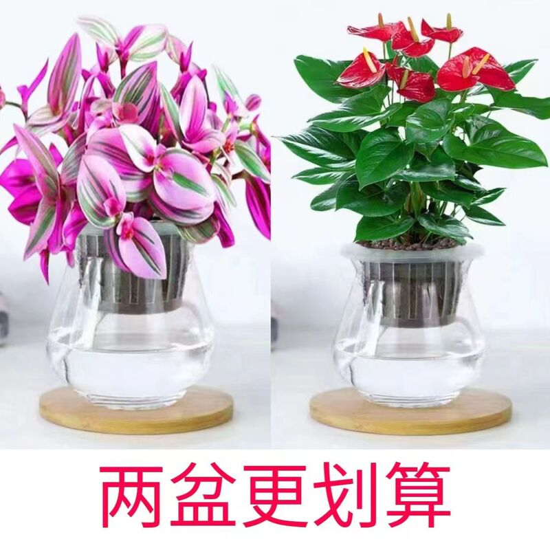 Oil Painting Wedding Hanging Orchid Hydroponic Plant Succulent Potted Indoor Table Display Office High-End Shade-Tolerant Easy-To-Care-For Living Room Flower